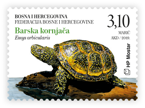 Fauna 2019. - Barska kornjača
