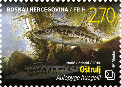 Fauna 2018 - Barbelgudgeon