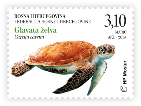 Fauna 2019. - Glavata želva