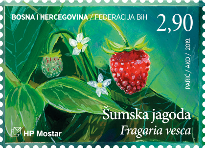Flora 2019. - Šumska jagoda (Fragaria vesca)