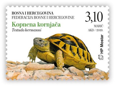 Fauna 2019. - kopnena kornjača
