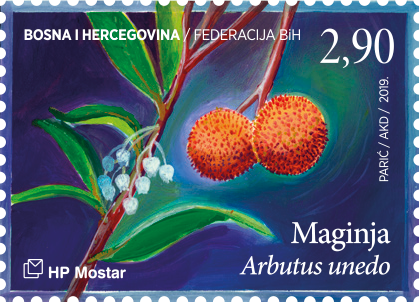 Flora 2019. - Maginja (Arbutus unedo)