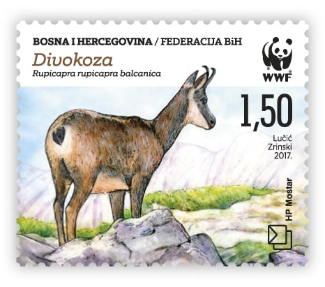 Fauna 2017. - Dark brown chamois