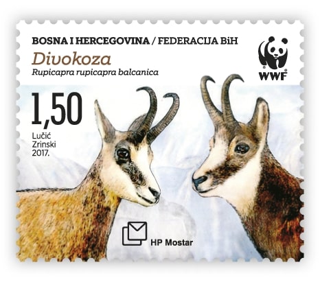 Fauna 2017 - Two chamois