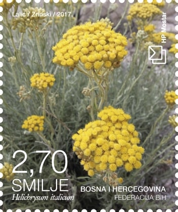 Flora 2017 - Helichrysum in bloom
