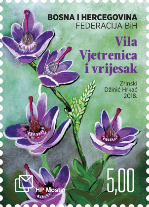 Myths and flora 2018. - Fairy Vjetrenica and the heather