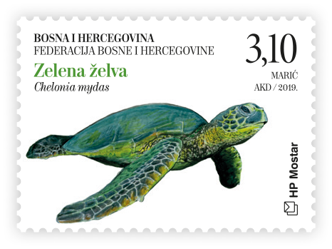 Fauna 2019. - Zelena želva