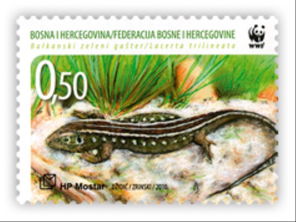 Fauna 2010. - Balkanski zeleni gušter - Mladunče