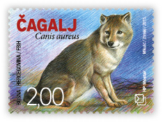 Fauna 2015 - Jackal