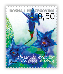Flora 2005. - Endemične biljke Dinarski encijan