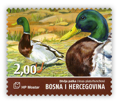 Fauna 2007. - Ptice Hutova blata Divlja patka
