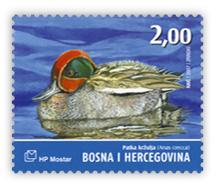 Fauna 2007. - Ptice Hutova blata Patka kržulja