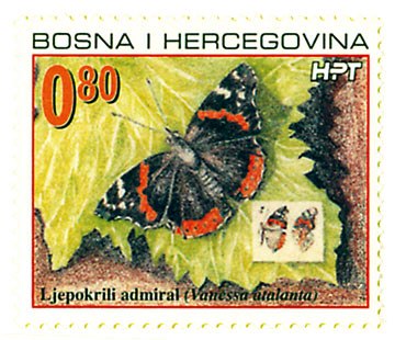 Bosanskohercegovačka fauna 2002. - Ljepokril admiral