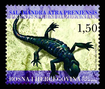 Fauna 2004. - Prenjski crni daždevnjak