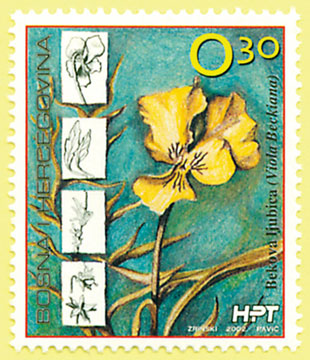 Bosanskohercegovačka flora 2002. - Bekova ljubica