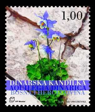 Flora 2004. - Dinarska kandilka