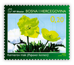 Flora 2006. Bosanskohercegovački endemi Kernerov mak
