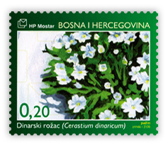 Flora 2006. Bosanskohercegovački endemi Dinarski rožac