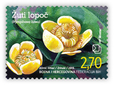 Flora - Yellow water lily