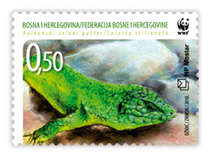 Fauna 2010. - Balkanski zeleni gušter