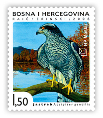 Fauna 2008. - Ptice Hutova blata - Jastreb