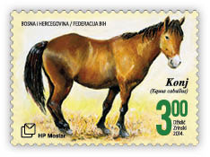 Fauna 2014 - Horse