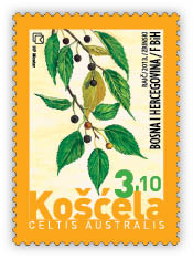 Flora 2013 - European nettle