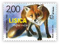Fauna 2015 - Fox