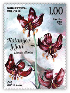 Flora 2014 - Cattani Lily