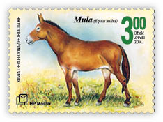 Fauna 2014 - Mullah