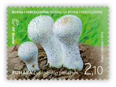Flora 2010. - Gljive - Puhara