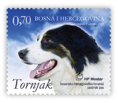 Tornjak - bosansko-hercegovačko-hrvatski pastirski pas (crna glava)