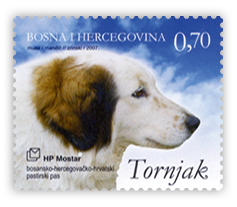 Tornjak - bosansko-hercegovačko-hrvatski pastirski pas (smeđa glava)